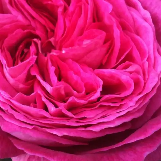 Roz - Trandafiri - Freifrau Caroline® - 